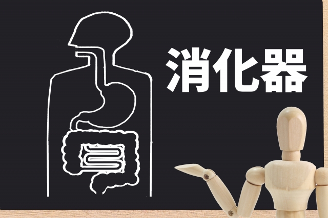 骨格ストレートは消化器が強い